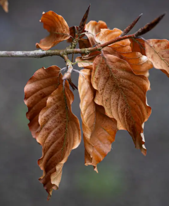 Fagus sylvatica Purpurea 12Ltr pot
