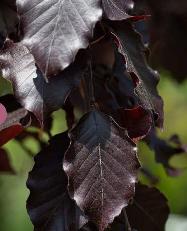 Fagus sylvatica 'Purpurea Pendula' 12Lltr pot