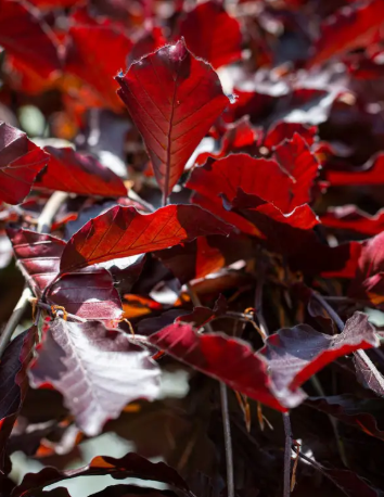 Fagus sylvatica 'Purpurea Pendula' 12Lltr pot