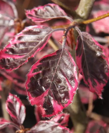 Fagus sylvatica 'Purpurea Tricolor' 12Ltr pot