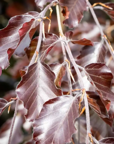 Fagus sylvatica 'Riversii' 12Ltr pot