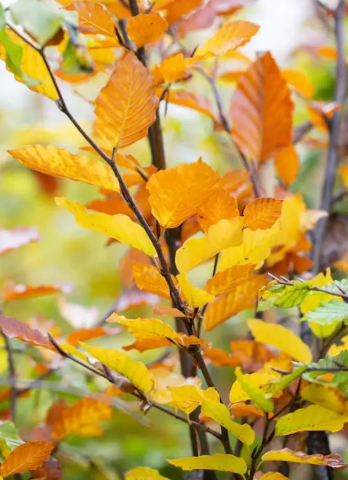 Fagus sylvatica 12Ltr pot