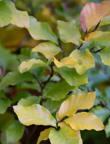 Fagus sylvatica 12Ltr pot