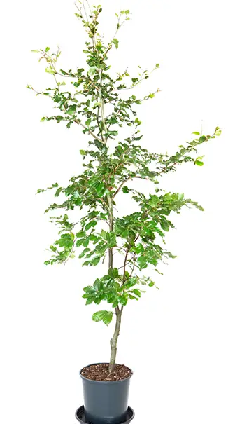 Fagus sylvatica 12Ltr pot