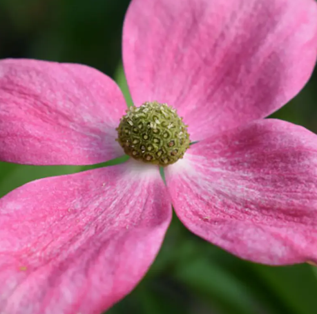 Cornus x Norman Haddon 12Ltr pot