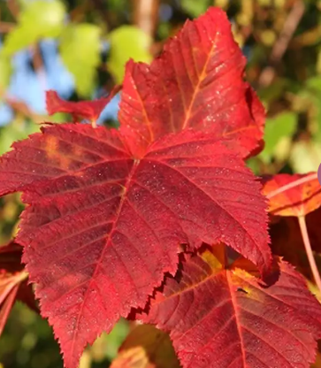 Acer rufinerve 12ltr pot