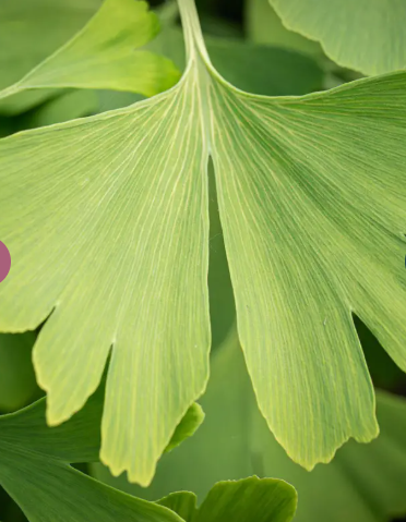 Ginkgo biloba 12Ltr pot