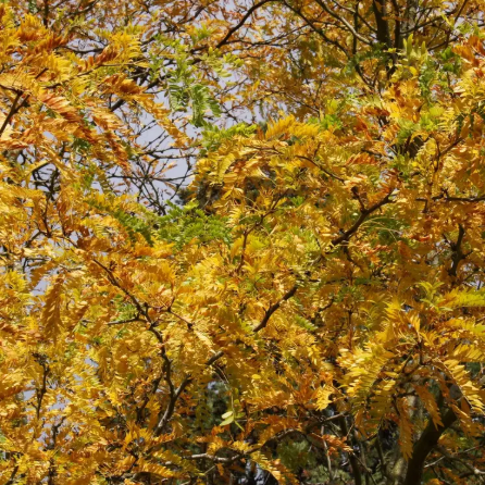 Gleditsia triacanthos f. inermis 'Sunburst' 12Ltr pot