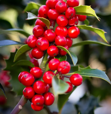 Ilex aquifolium 'Alaska' 12Ltr pot