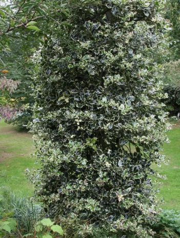 Ilex aquifolium 'Argentea Marginata' 12Ltr pot
