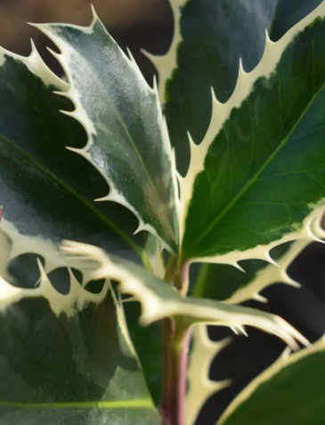 Ilex aquifolium 'Handsworth New Silver' 12Ltr pot
