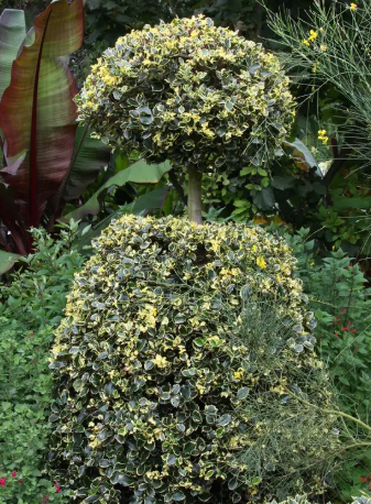 Ilex aquifolium 'Handsworth New Silver' 12Ltr pot