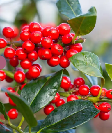 Ilex aquifolium 'JC Van Tol' 12Ltr pot