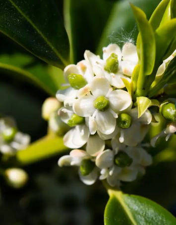 Ilex aquifolium 'JC Van Tol' 12Ltr pot