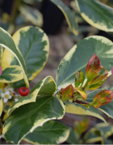 Ilex x altaclerensis 'Golden King' 12ltr pot