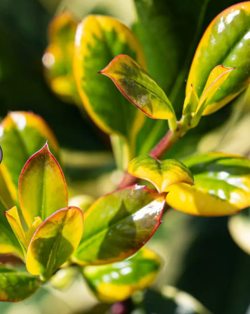 Ilex x altaclerensis 'Golden King' 12ltr pot