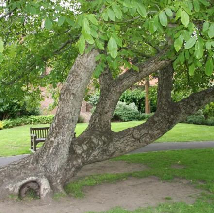 Juglans regia 12ltr pot