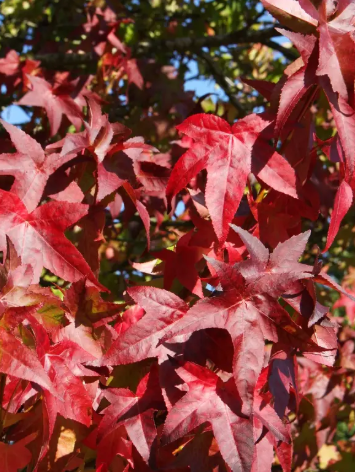Liquidambar styraciflua 'Lane Roberts' 12ltr pot