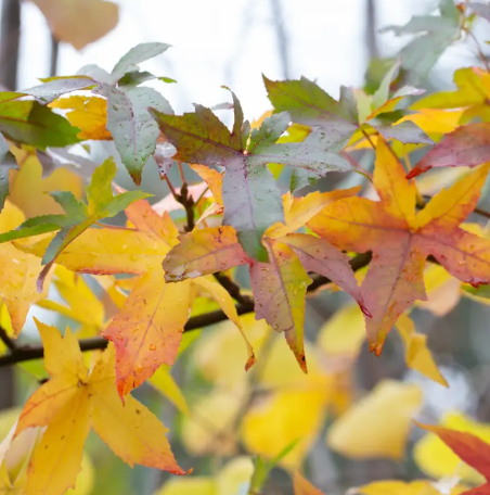 Liquidambar styraciflua 'Palo Alto' 12ltr pot