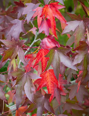 Liquidambar styraciflua 'Slender Silhouette' 12ltr pot