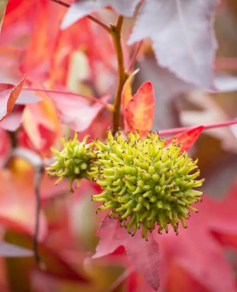 Liquidambar styraciflua 'Slender Silhouette' 12ltr pot