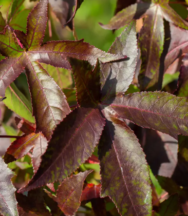 Liquidambar styraciflua 'Worplesdon' 12ltr pot