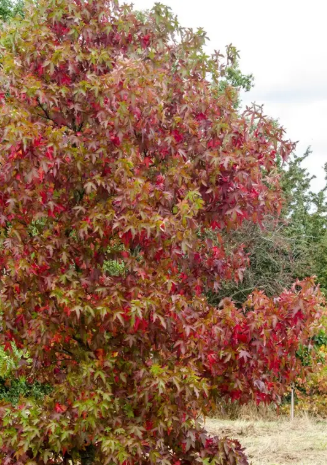 Liquidambar styraciflua 'Worplesdon' 12ltr pot