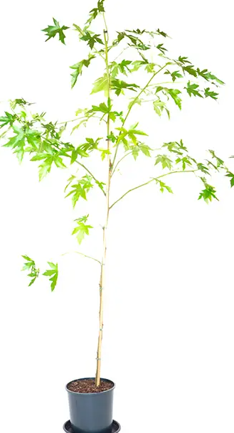 Liquidambar styraciflua 'Worplesdon' 12ltr pot