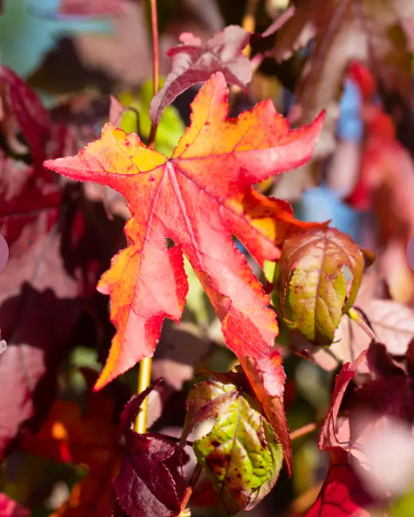 Liquidambar styraciflua  12ltr pot