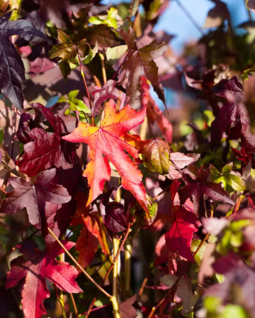 Liquidambar styraciflua  12ltr pot