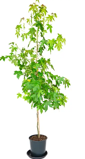 Liquidambar styraciflua  12ltr pot