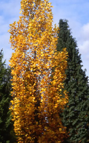 Liriodendron tulipifera 'Fastigiatum' 12ltr pot