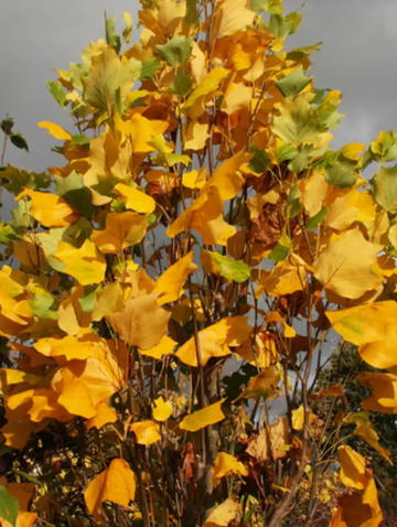 Liriodendron tulipifera 'Fastigiatum' 12ltr pot