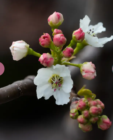Pyrus calleryana 'Chanticleer' 12ltr pot