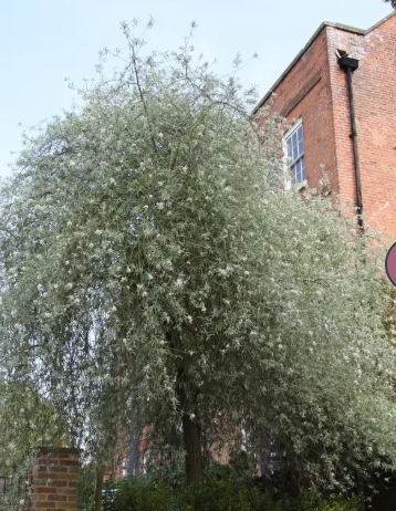 Pyrus salicifolia 'Pendula' 12ltr pot