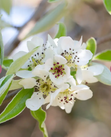 Pyrus elaeagnifolia subsp. kotschyana 'Silver Sails' 12ltr pot