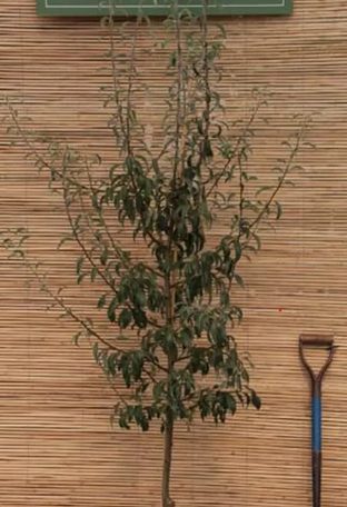 Pyrus elaeagnifolia subsp. kotschyana 'Silver Sails' 12ltr pot