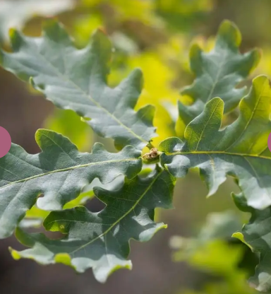 Quercus 'Boscobel Royal' 12ltr pot