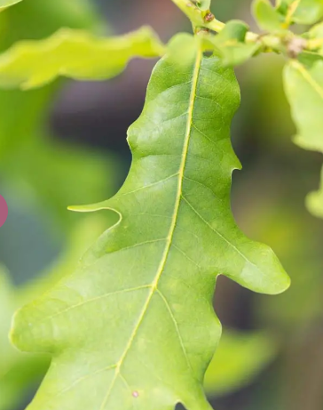 Quercus 'Boscobel Royal' 12ltr pot