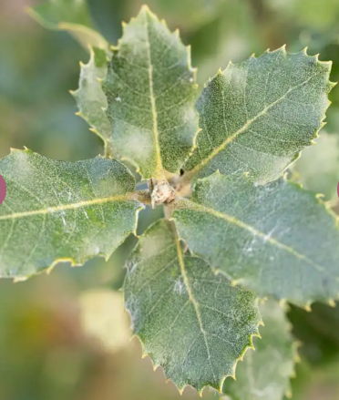 Quercus ilex 12ltr pot
