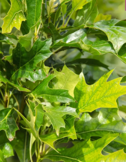 Quercus pal 'Green Pillar' 7ltr pot