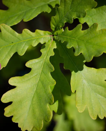 Quercus robur 12ltr pot