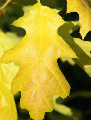 Quercus rubra 'Boltes Gold' 7ltr pot