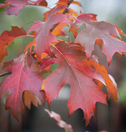 Quercus rubra 12ltr pot