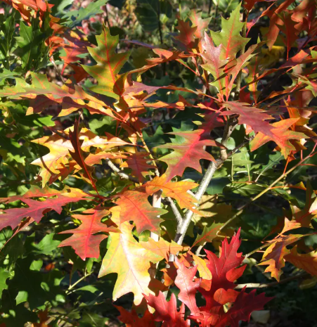 Quercus warei 'Regal Prince' 7ltr pot