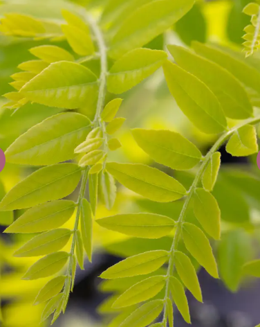 Robinia pseudoacacia 'Frisia' 12lt