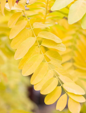 Robinia pseudoacacia 'Frisia' 12lt