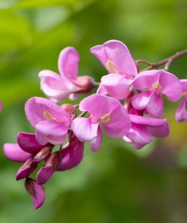 Robinia x margaretta 'Pink Cascade' 12lt