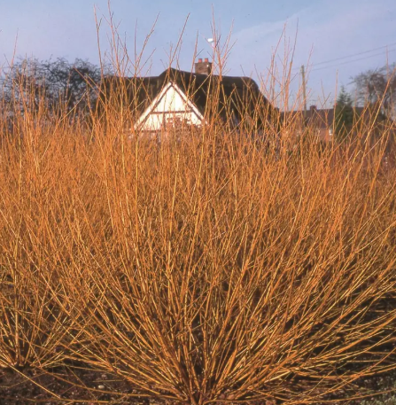 Salix alba 'Golden Ness' 12ltr pot