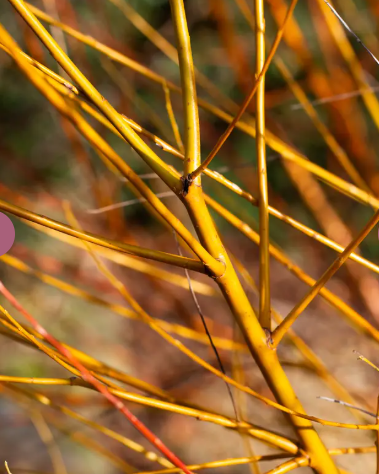 Salix alba 'Hutchinsons Yellow' 12ltr pot